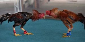 Đá Gà Cựa Sắt