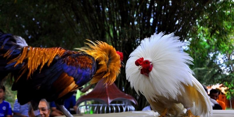 Đá gà LLWIN phát sóng trực tiếp các trận chiến kê hấp dẫn