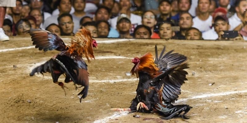 Đá gà LLWIN với kinh nghiệm theo kèo chiến kê hiệu quả
